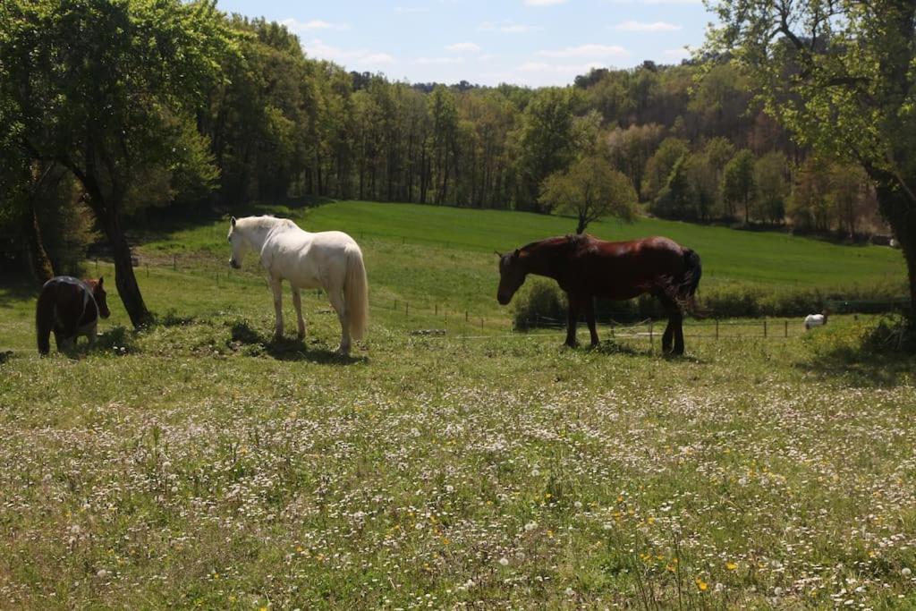 Serenite A La Ferme Equestre Lempzours Εξωτερικό φωτογραφία